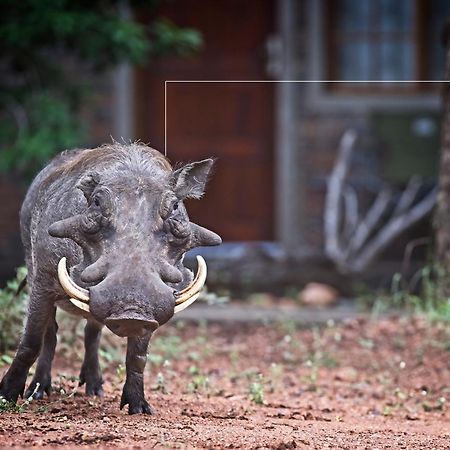 Tusk Bush Lodge Marloth Park Extérieur photo