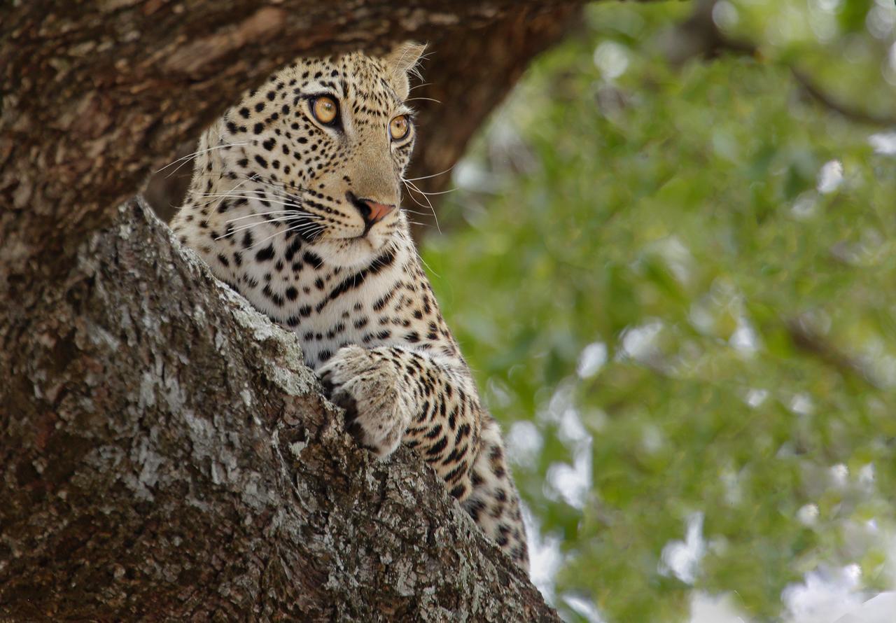 Tusk Bush Lodge Marloth Park Extérieur photo