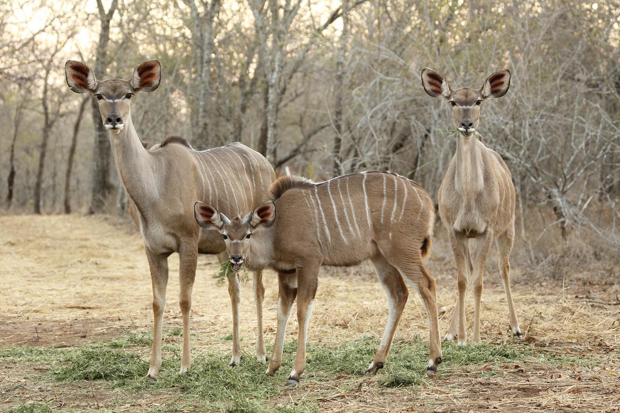 Tusk Bush Lodge Marloth Park Extérieur photo