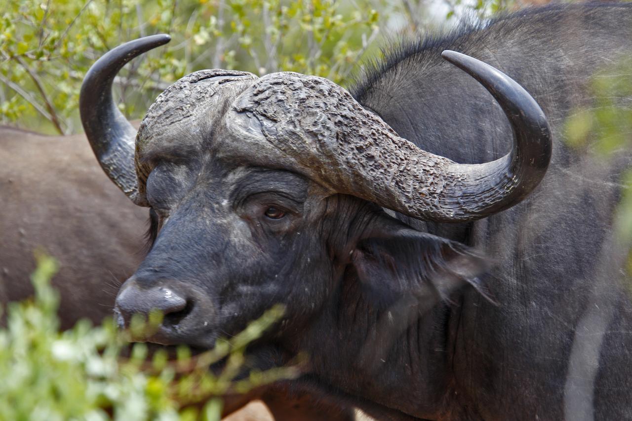 Tusk Bush Lodge Marloth Park Extérieur photo