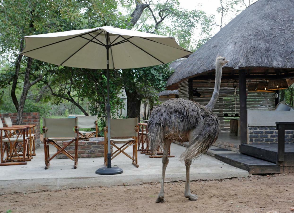 Tusk Bush Lodge Marloth Park Extérieur photo