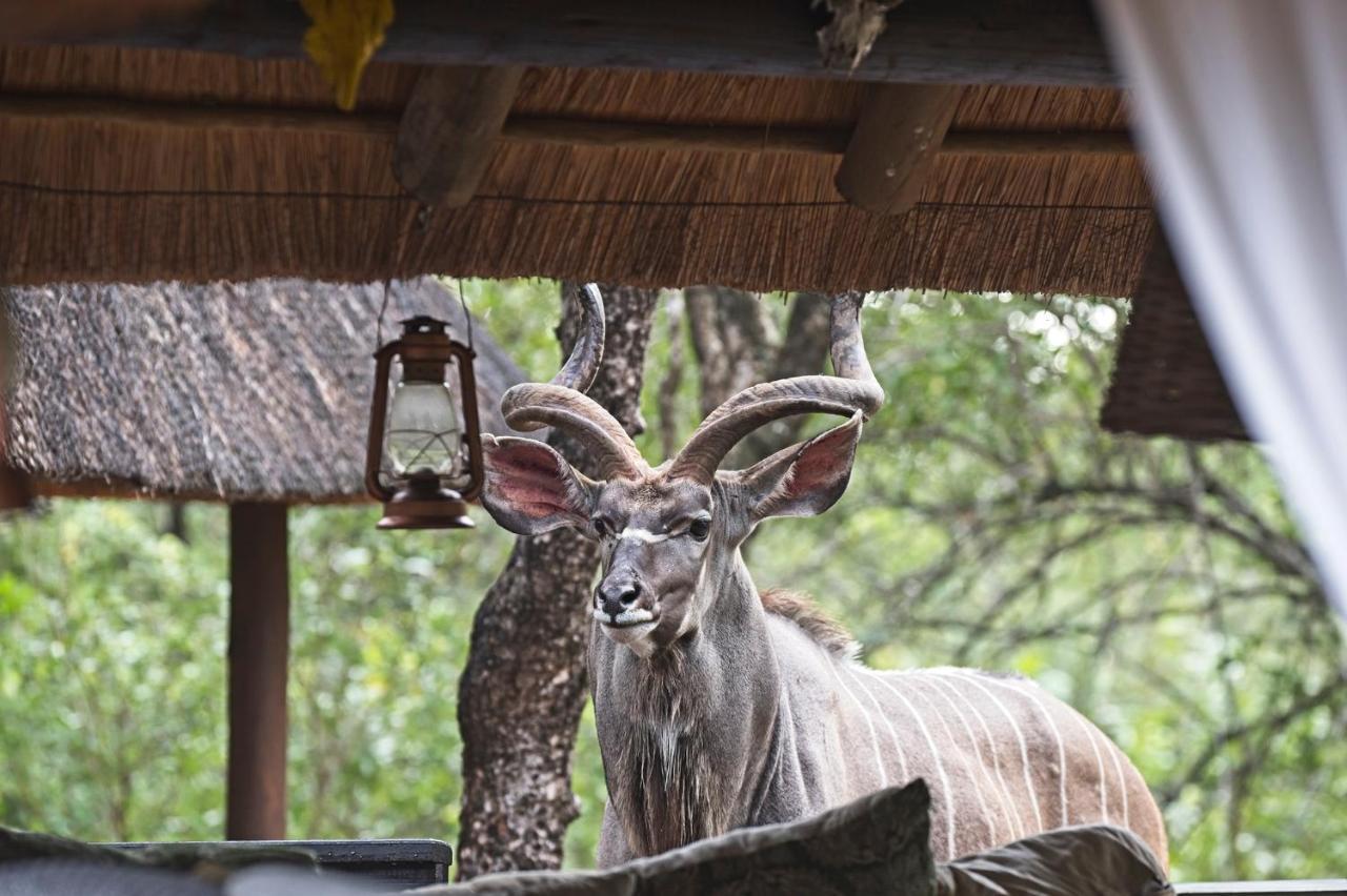 Tusk Bush Lodge Marloth Park Extérieur photo