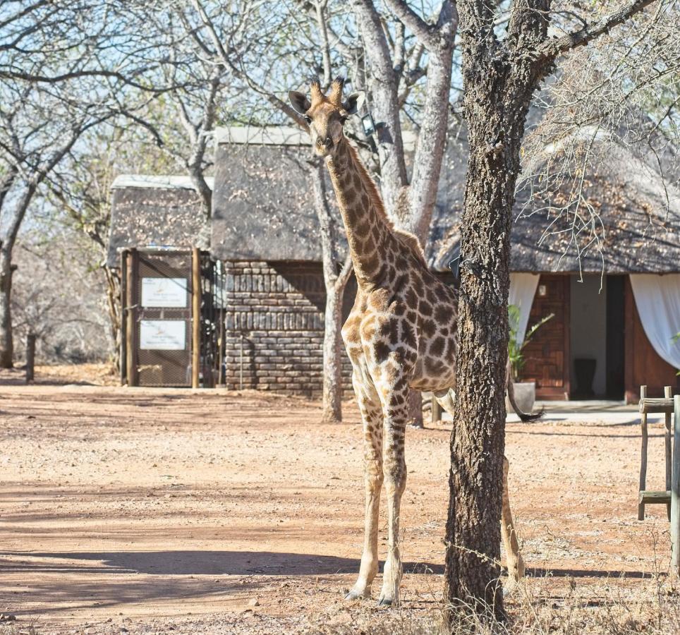 Tusk Bush Lodge Marloth Park Extérieur photo