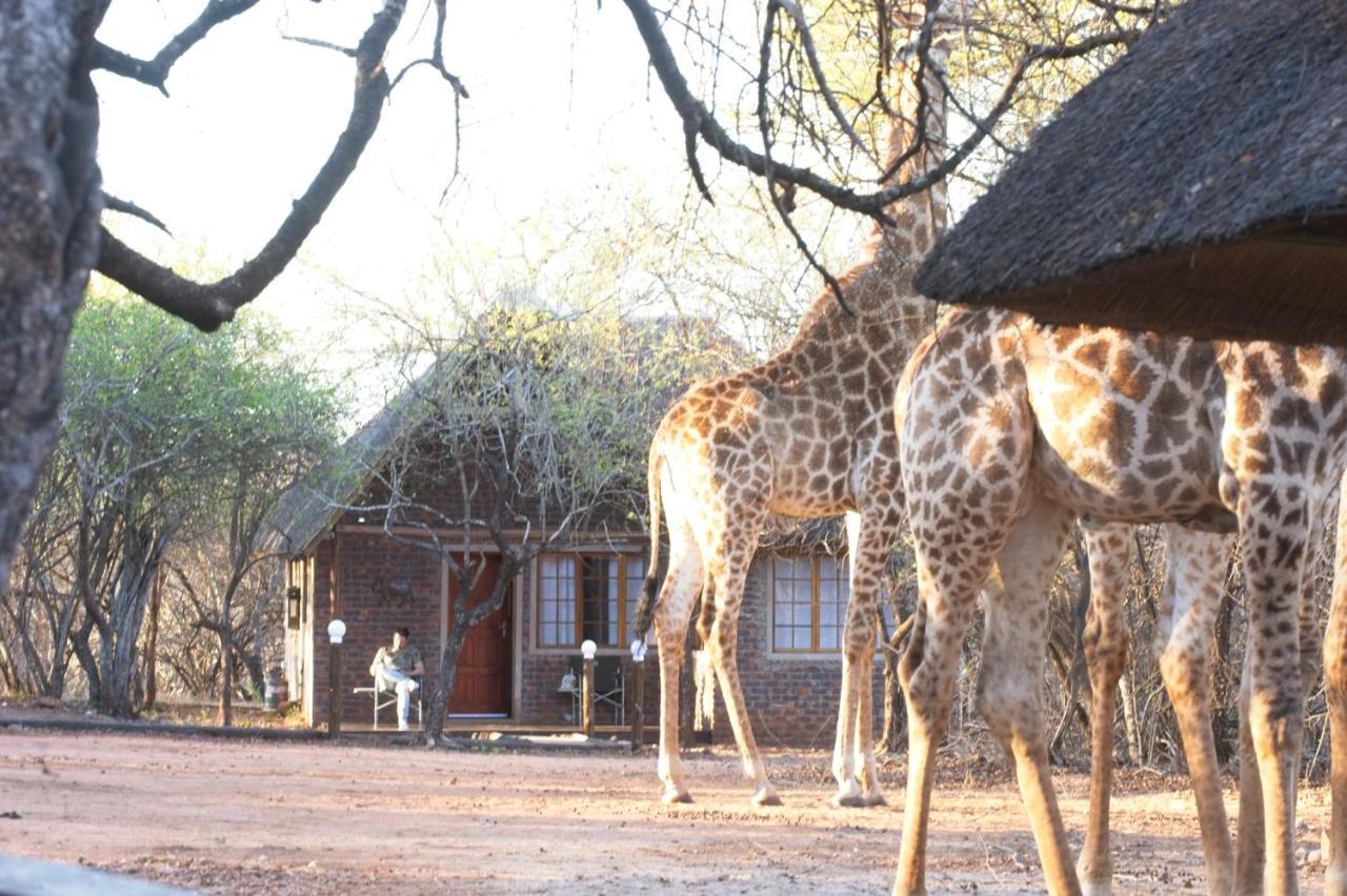 Tusk Bush Lodge Marloth Park Extérieur photo